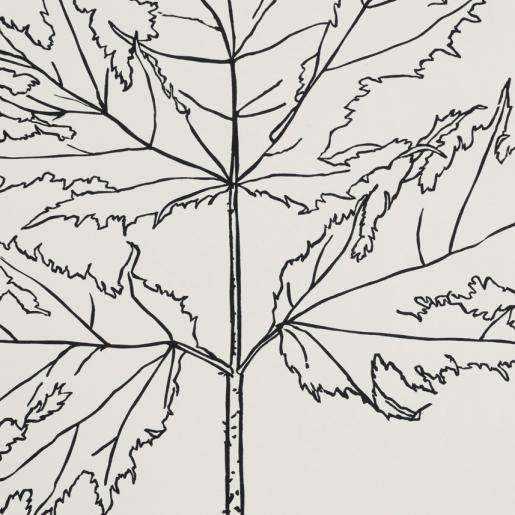 "Heracleum mantegazzianum". Linolschnitt aus der Reihe „Wanderungen“. Handabzug. 30 x 35 cm. 2019