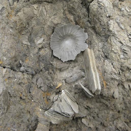 Objekt aus der Reihe "Fossil". roher Ton. 3,7 x 5,6 x 4,4 cm. 2012