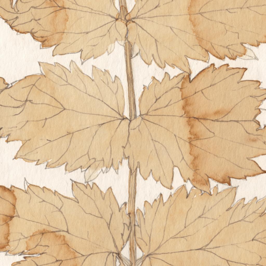 "Pimpinella". Bleistiftzeichnung mit Kaffeelavierung, Aquarellpapier (Ausschnitt). 25 x 25 cm, 2015